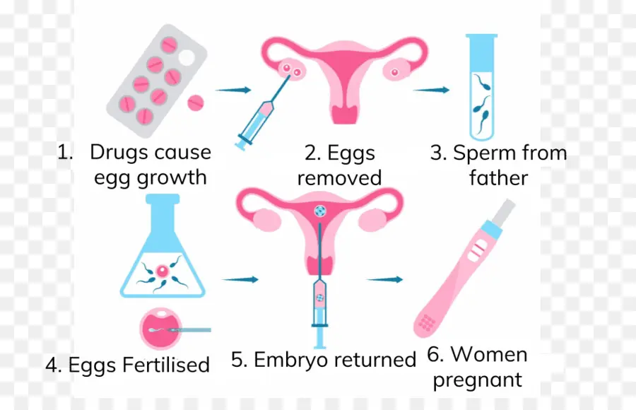 La Fertilización In Vitro，La Fertilización PNG