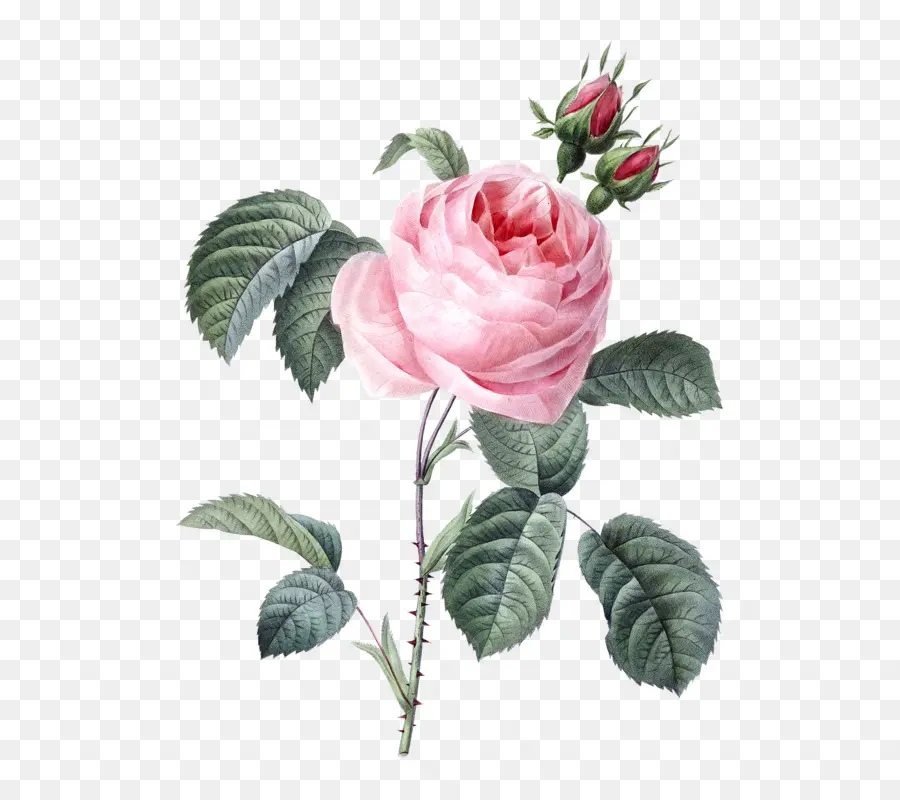 Rosas，Pierrejoseph Temido 17591840 PNG