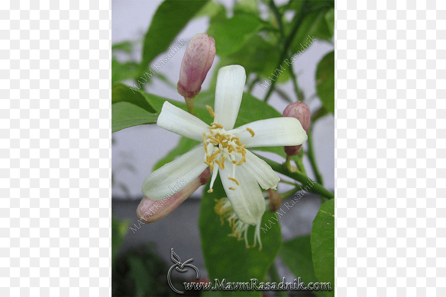 Flor，Naranja PNG