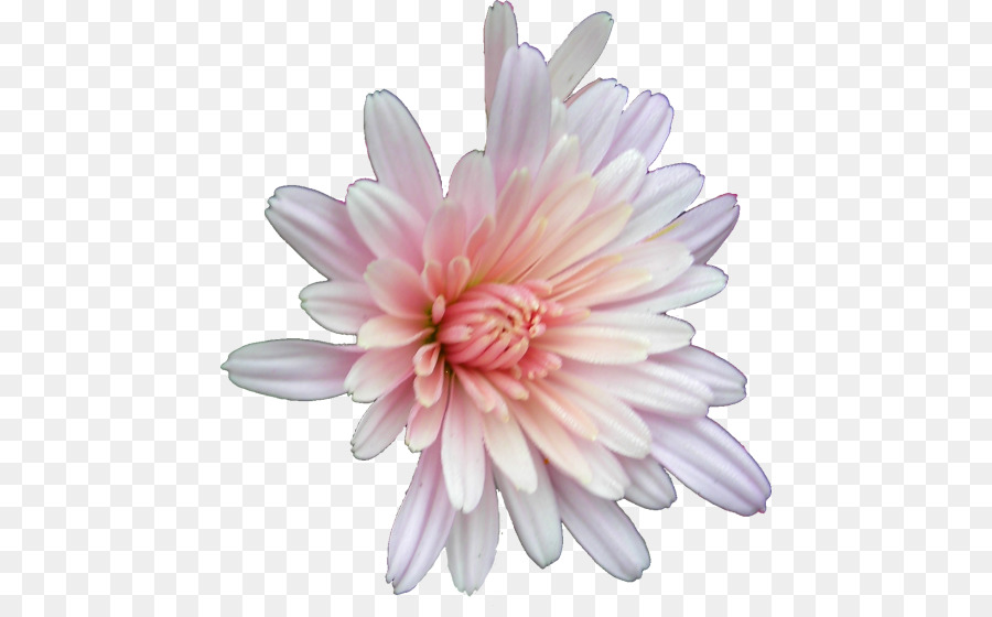 Flor Rosa，Florecer PNG