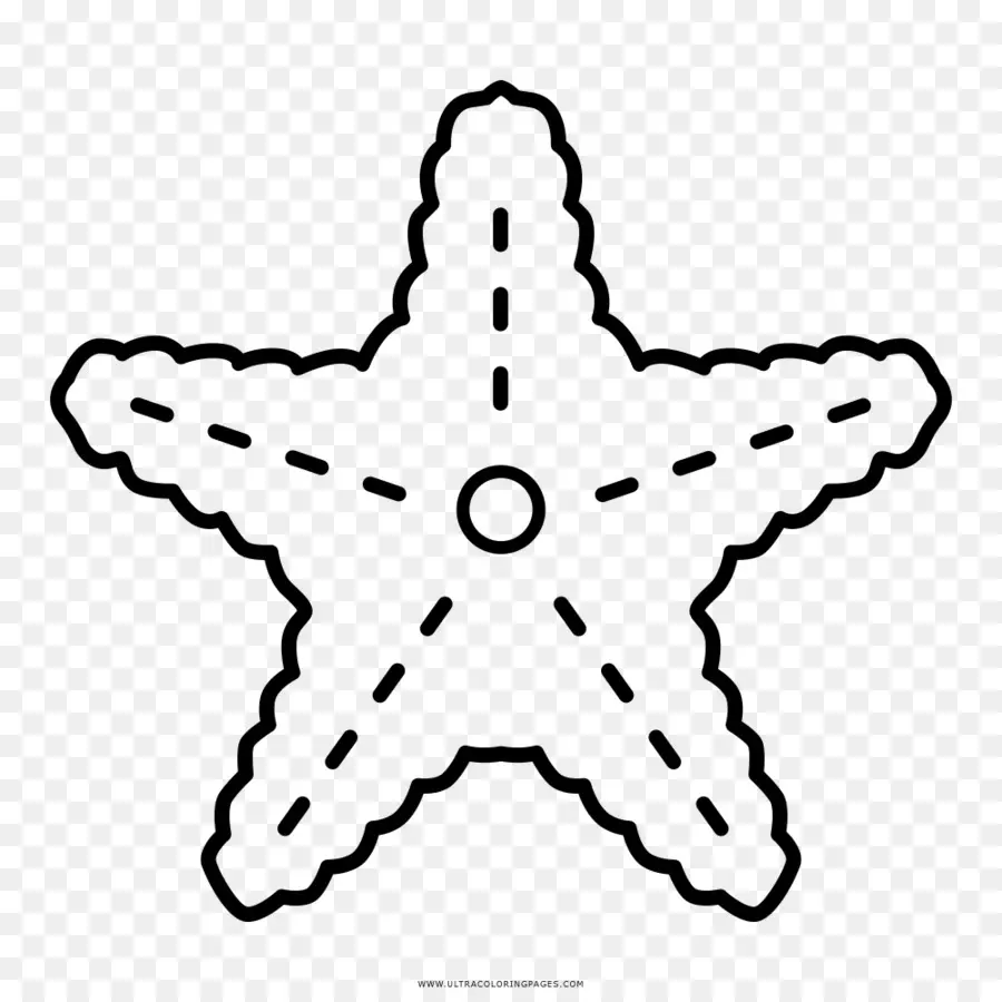 Estrella De Mar，Mar PNG