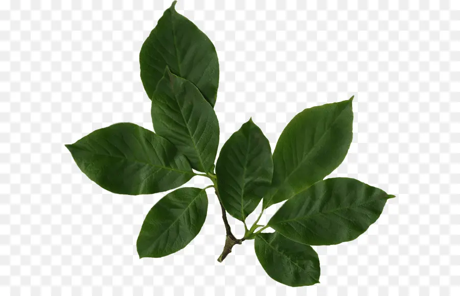 Hojas Verdes，Naturaleza PNG