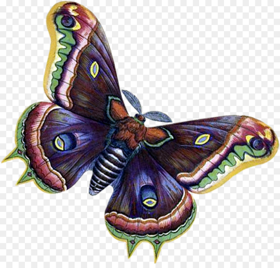 Mariposa Monarca，Mariposa PNG