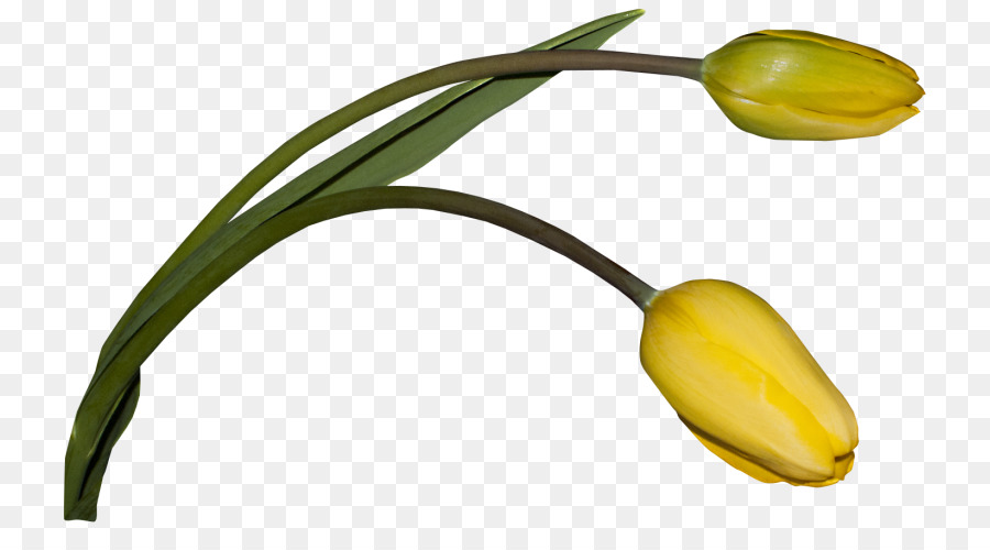 Flor，Descargar PNG