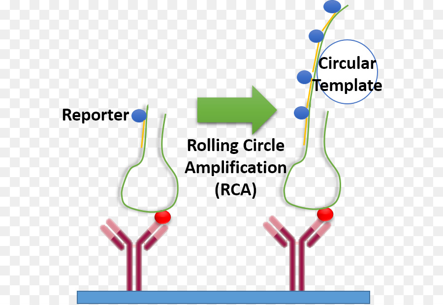 Rodadura De Replicación，Amplifikacija PNG