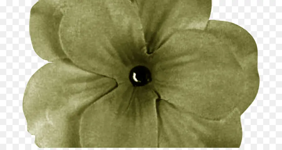 Flor，Papel PNG