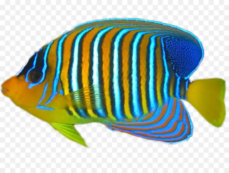 Peces Tropicales，Los Peces PNG