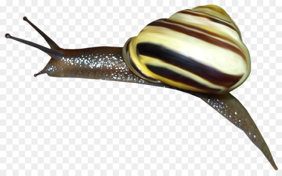 Los Caracoles De Estanque，Babosa PNG