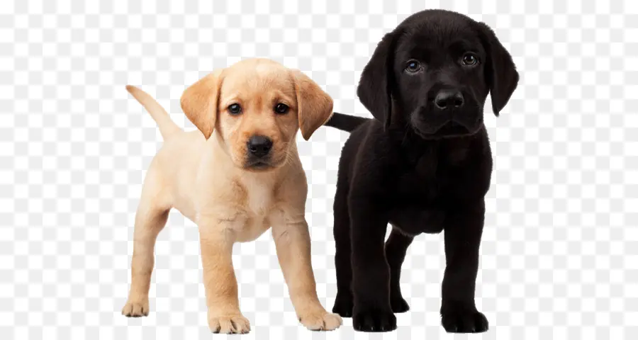 Lindos Cachorros，Perros PNG