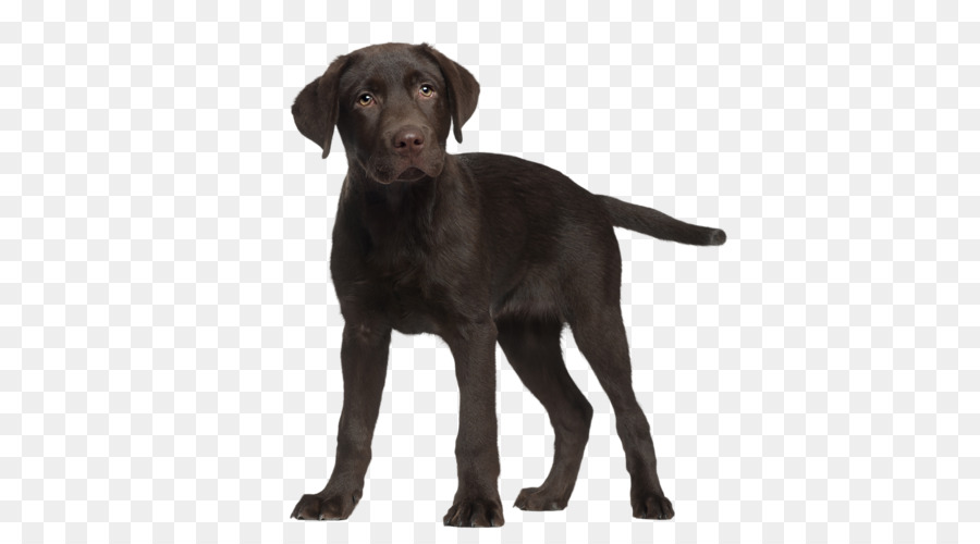 Labrador Retriever，Cachorro PNG