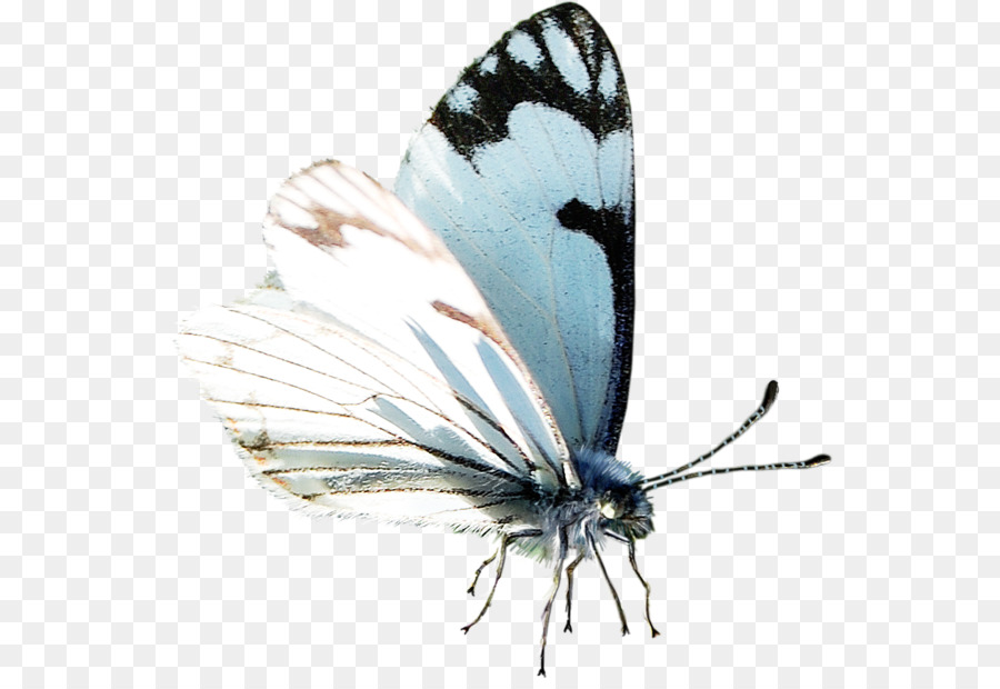 Mariposa，La Polilla PNG