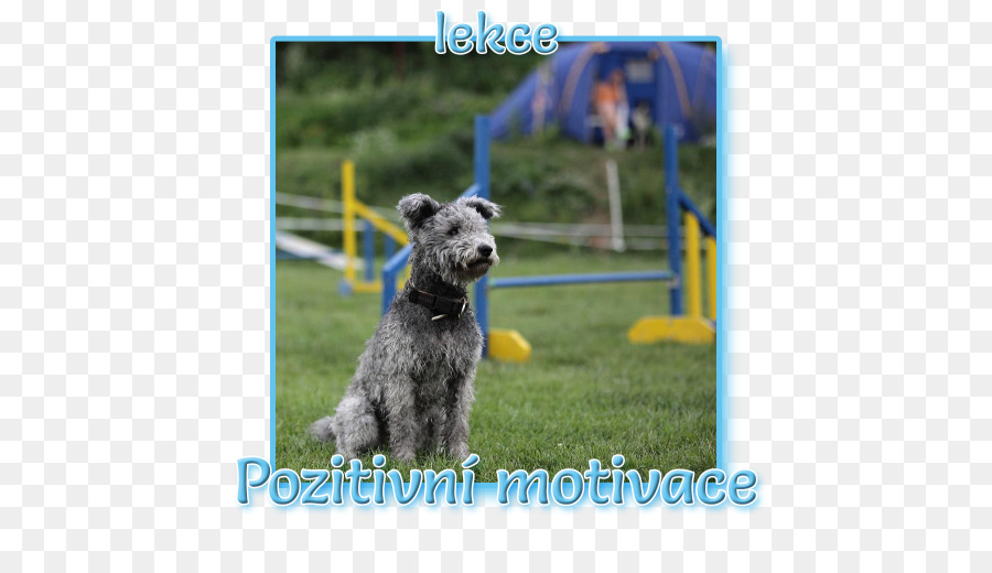 Schnauzer Miniatura，Schnauzer Estándar PNG