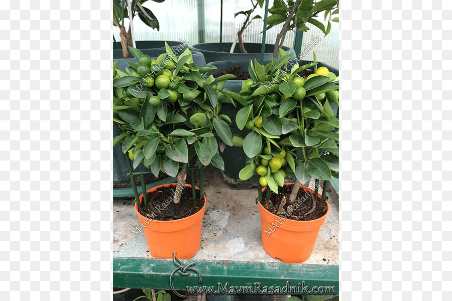 Cítricos，Calamondin PNG