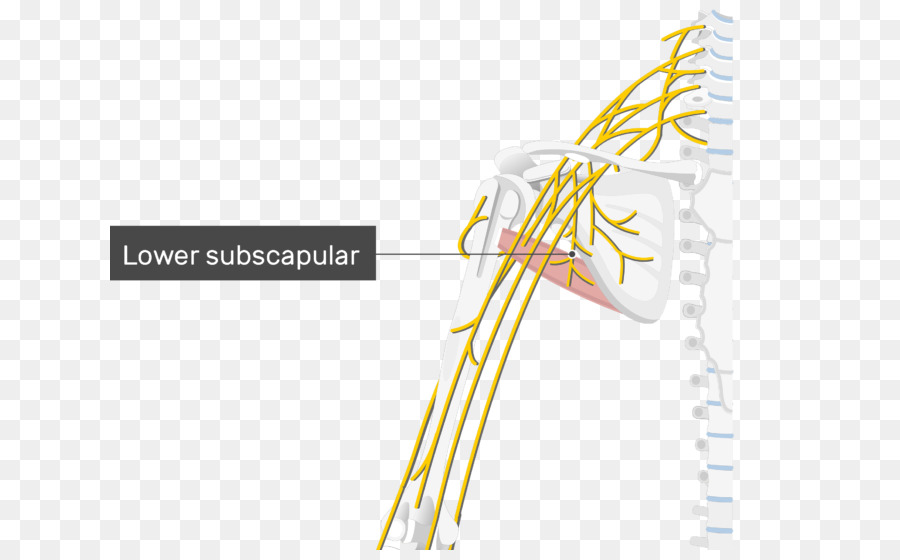 Nervio Toracodorsal，Inferior Subscapular Nervio PNG