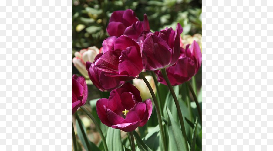 Tulipanes Rosados，Tulipanes PNG