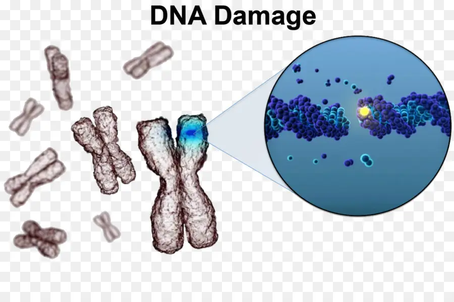 Daño En El Adn，La Reparación Del Adn PNG