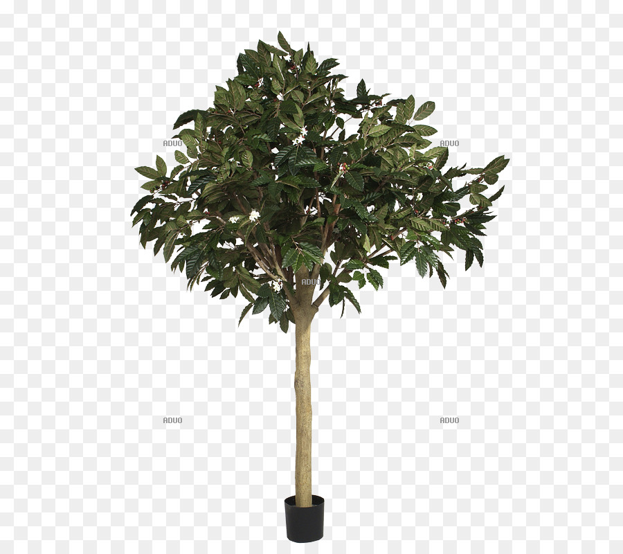 árbol Verde，Hojas PNG