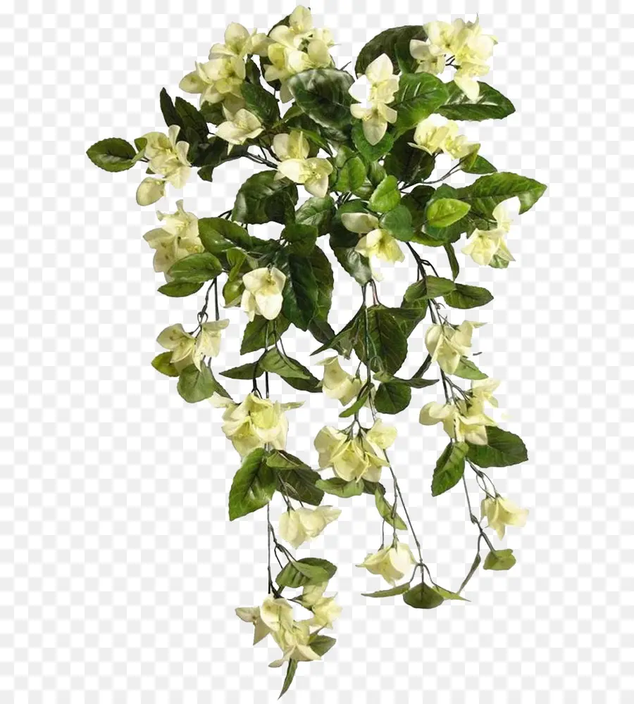 Flores Colgantes，Verdor PNG