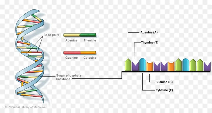 Doble Hélice De Una Cuenta Personal Del Descubrimiento De La Estructura Del Adn，El ácido Nucleico De Doble Hélice PNG