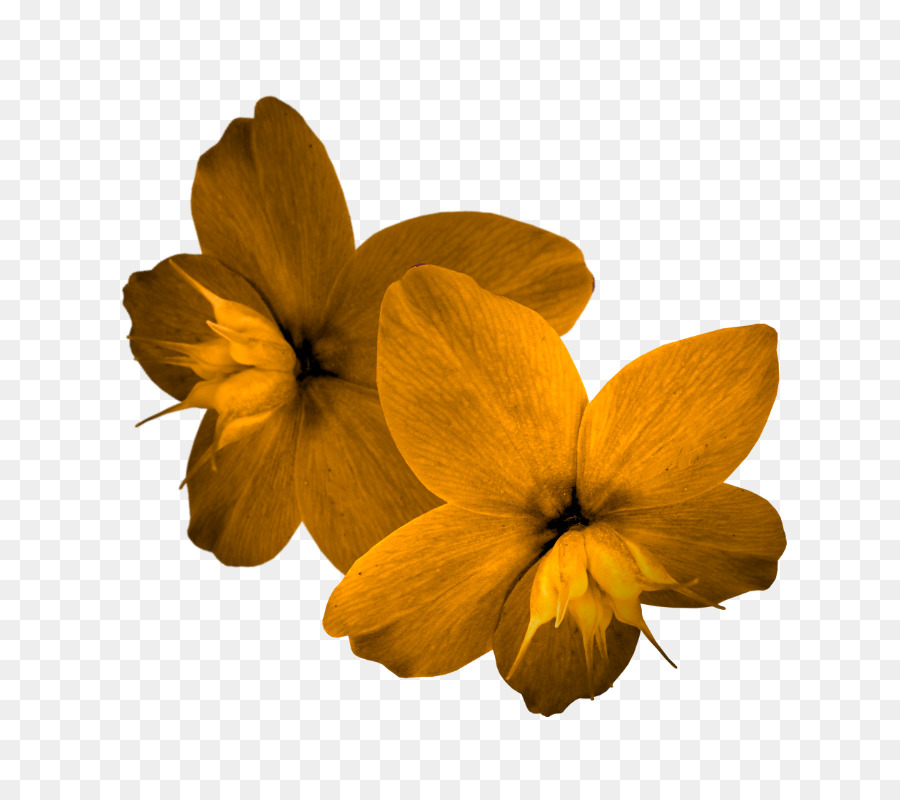 Pétalo，Flor PNG