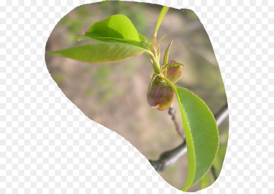 Hoja，Tallo De La Planta PNG