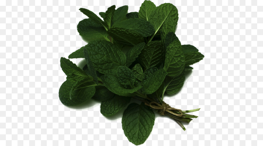 Menta，Mentha Spicata PNG