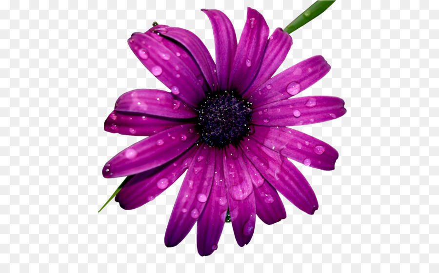 Flor Morada，Florecer PNG