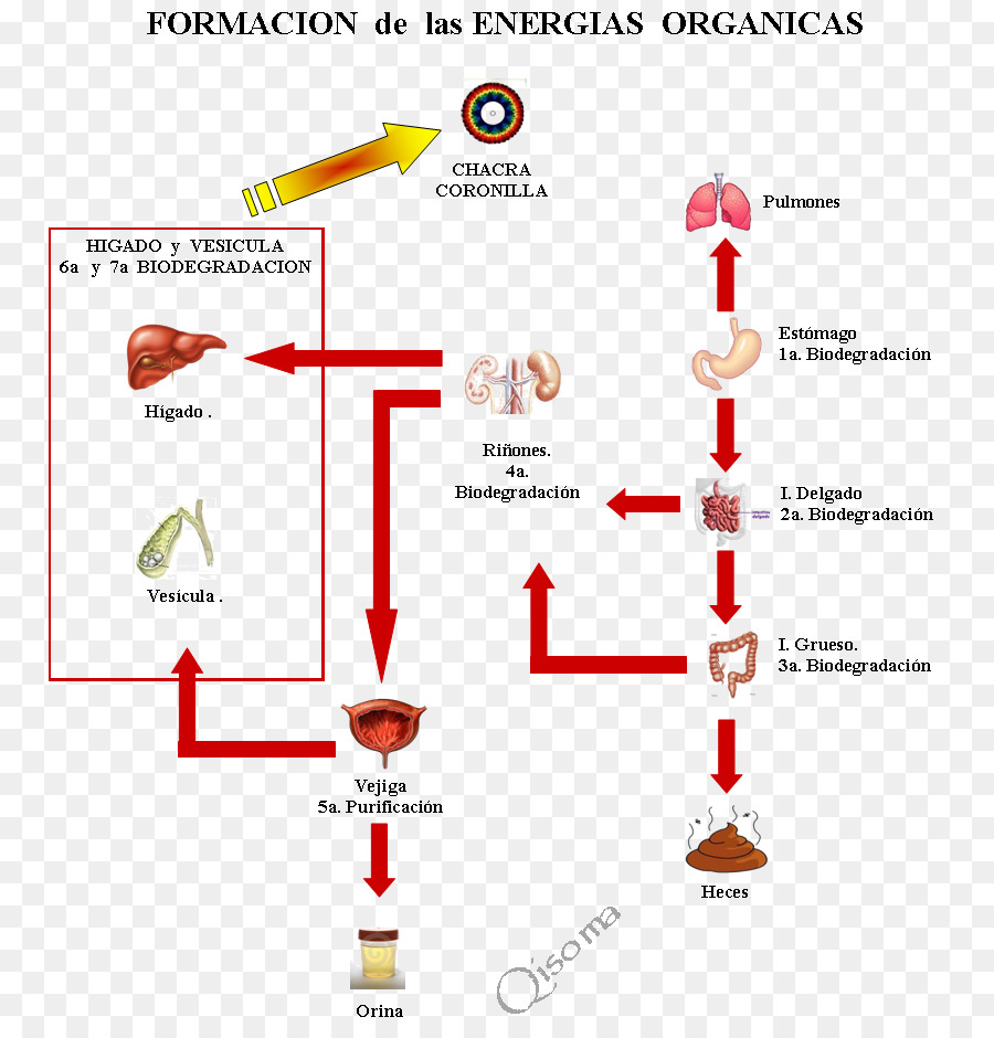 Cuerpo Humano，La Curación PNG