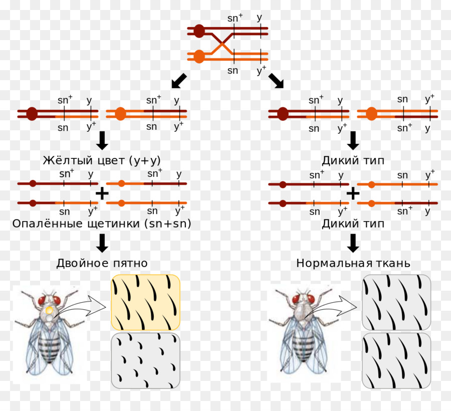 Cromosómicas Crossover，La Mitosis PNG