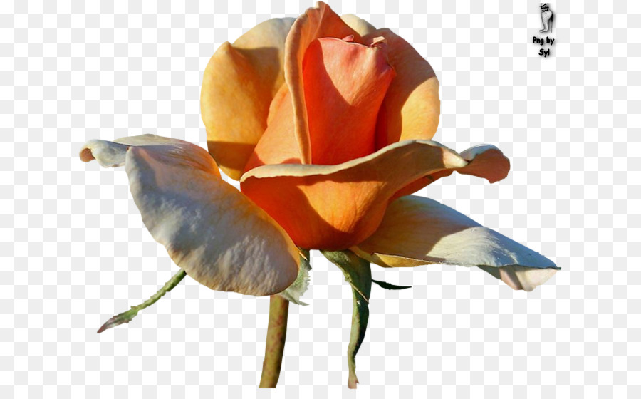 Las Rosas De Jardín，Flor PNG