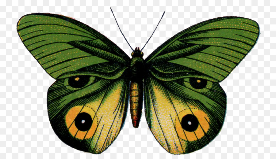 Mariposa Monarca，Mariposa PNG