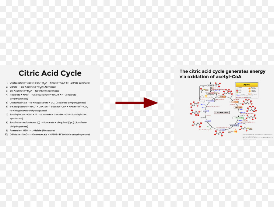 Ciclo Del ácido Cítrico，Marca PNG