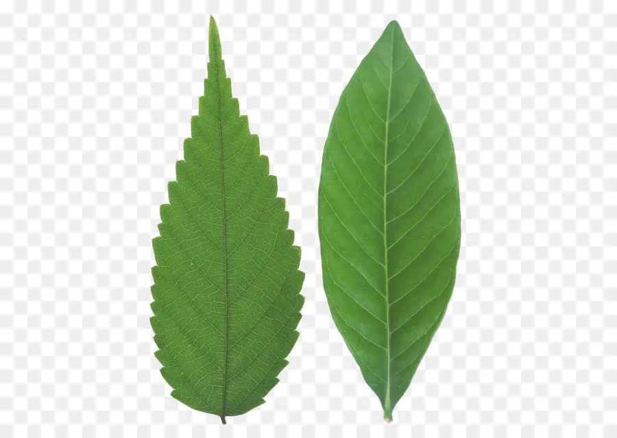 Hoja，Dicotiledón PNG