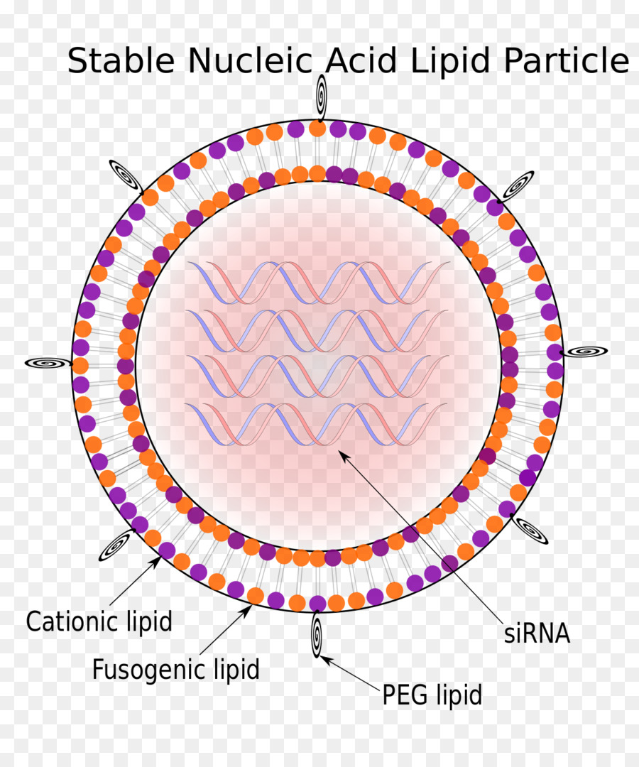 Estable De ácido Nucleico De Los Lípidos De La Partícula，De ácidos Nucleicos PNG