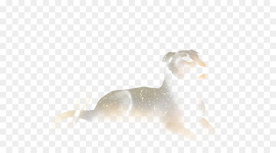 Gato，Perro PNG