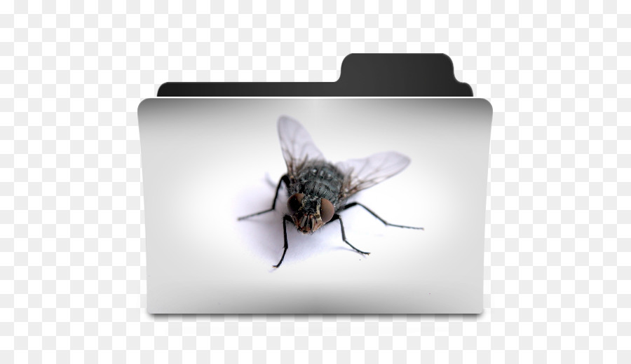 Abeja，Fondo De Escritorio PNG