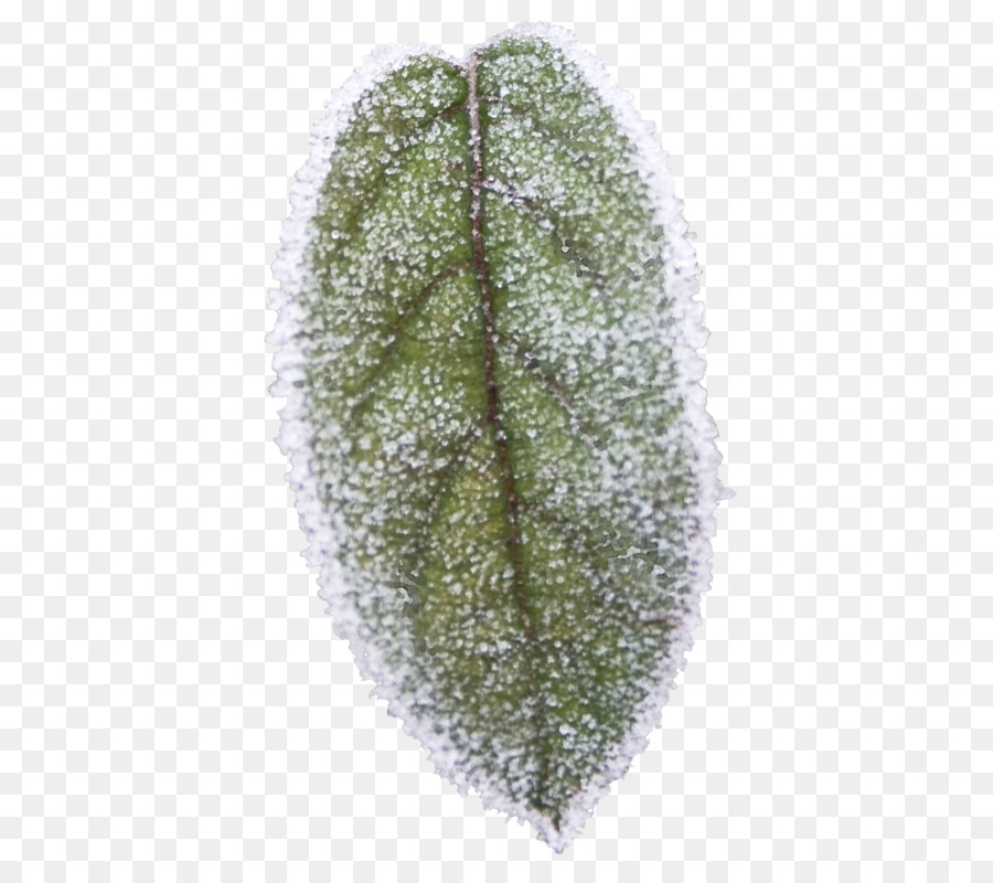 Hoja，Árbol PNG