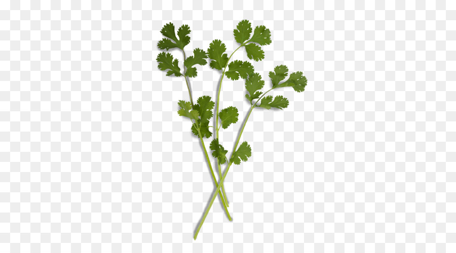 Perejil，Cilantro PNG