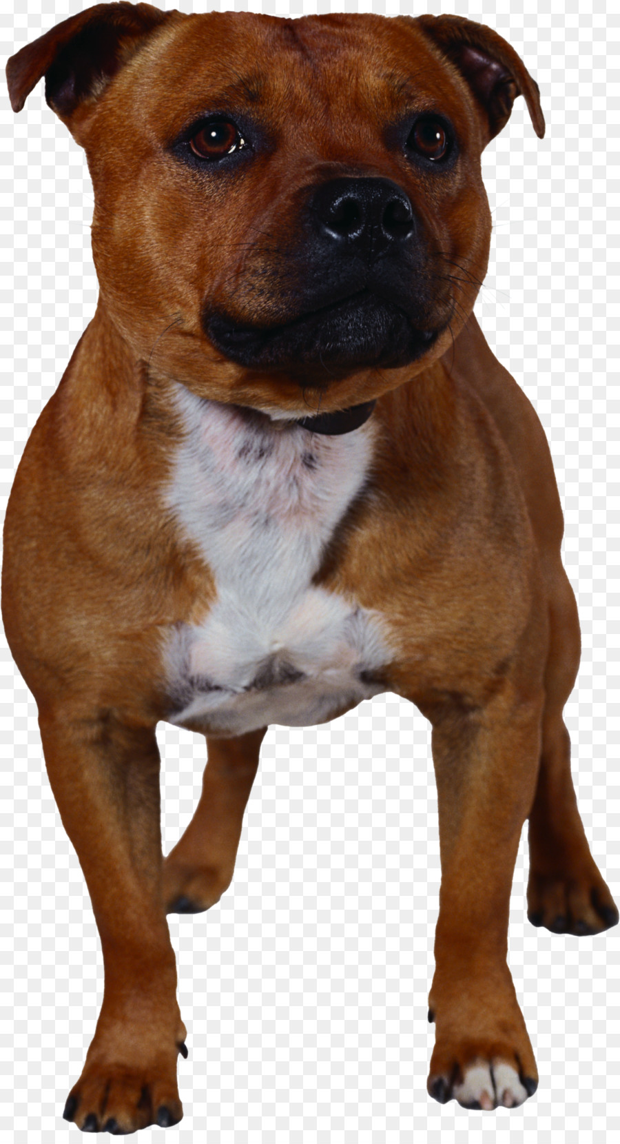 Perro Marrón，Mascota PNG