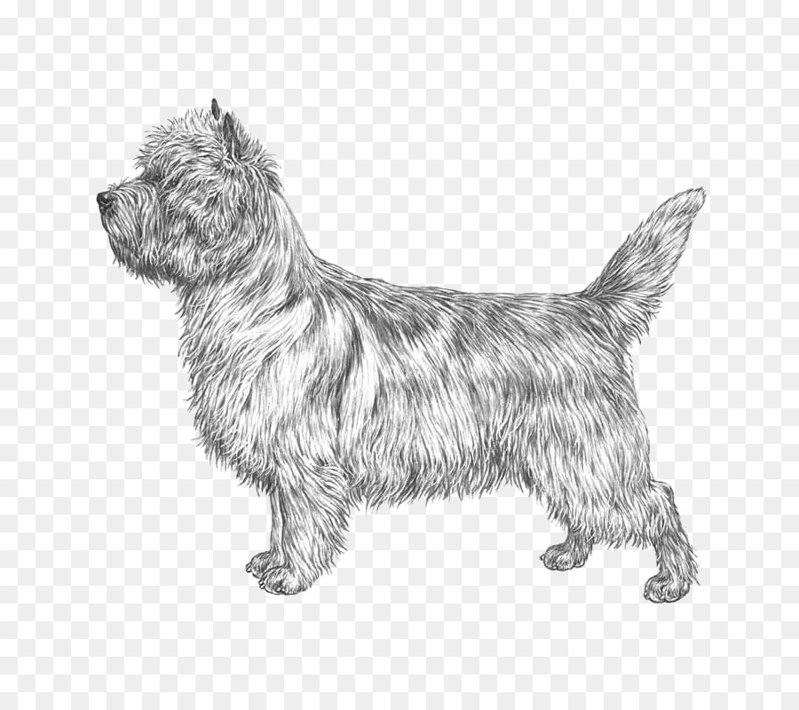 El Cairn Terrier，Glen PNG