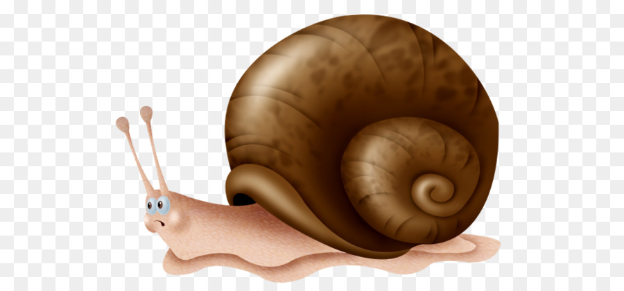 Caracol，Escargot PNG