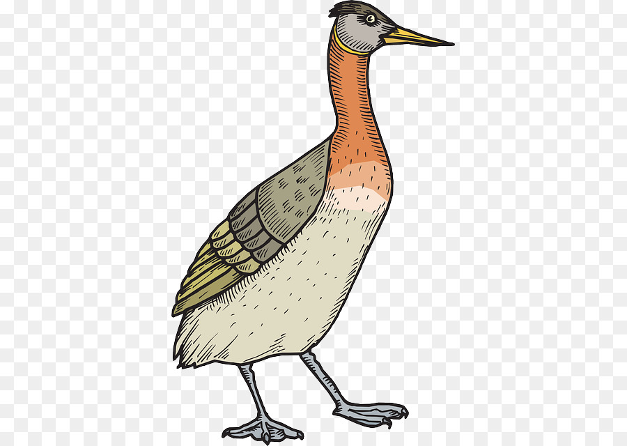 Aves，Pato PNG