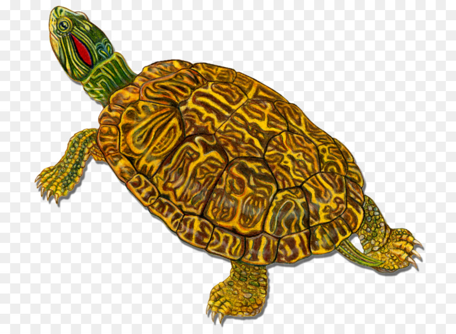 Tortuga，Verde PNG