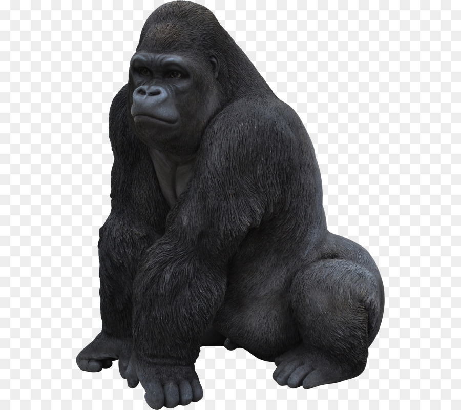 Chimpancé，Primado PNG