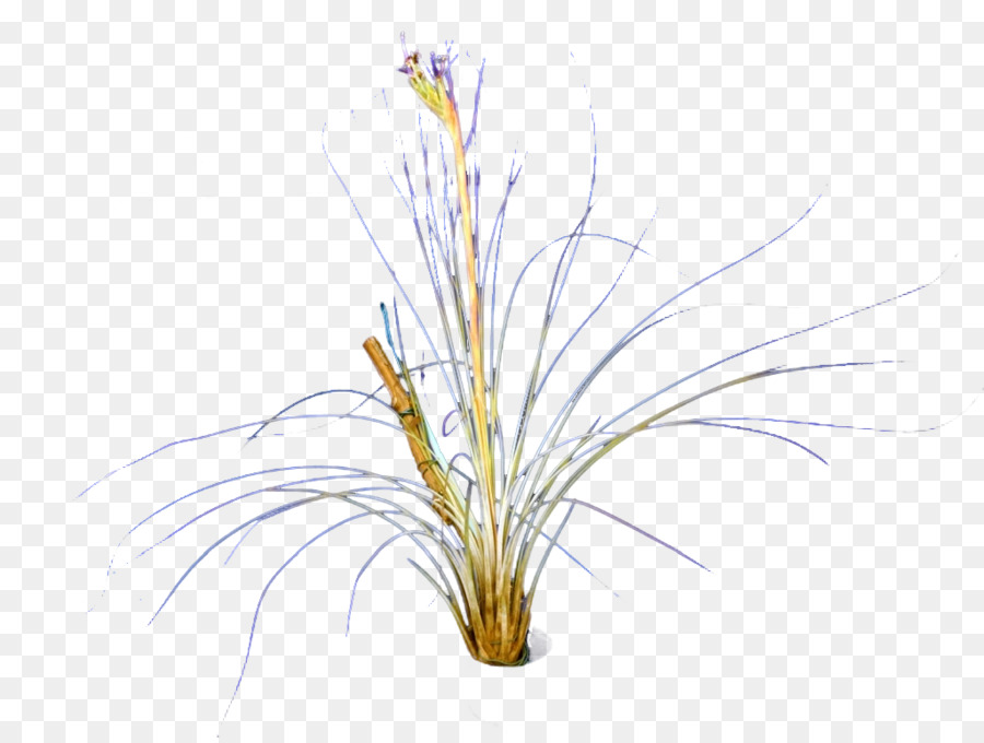 Tillandsia Juncea，Embryophyta PNG