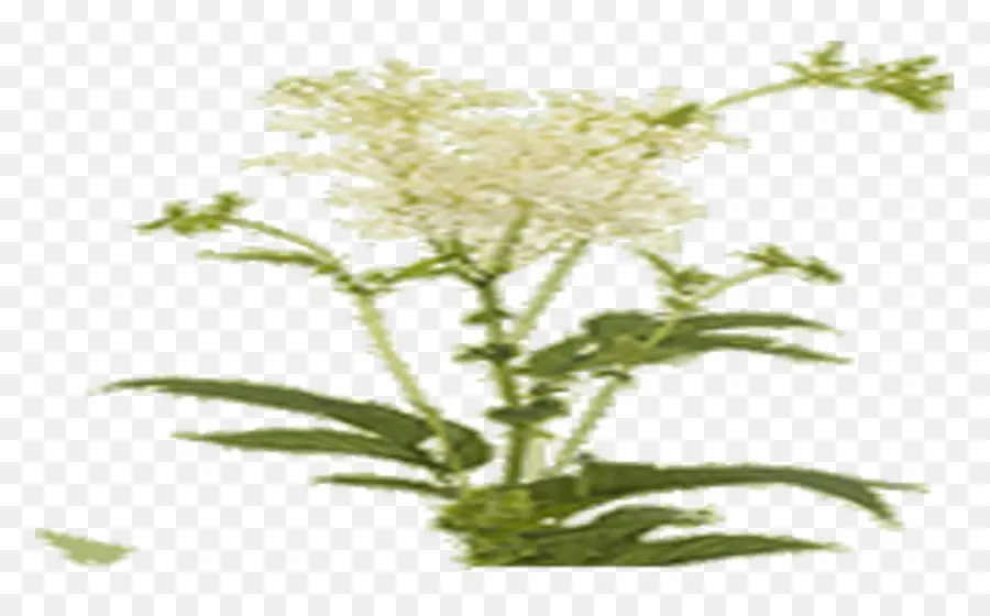 Flor Blanca，Florecer PNG