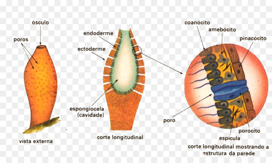 Esponja，Organismo Multicelular PNG