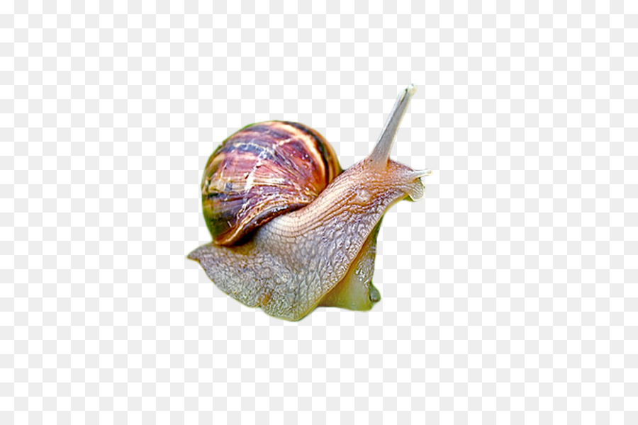 Caracol，Presentación PNG