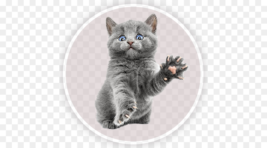 Gato，Gatito PNG