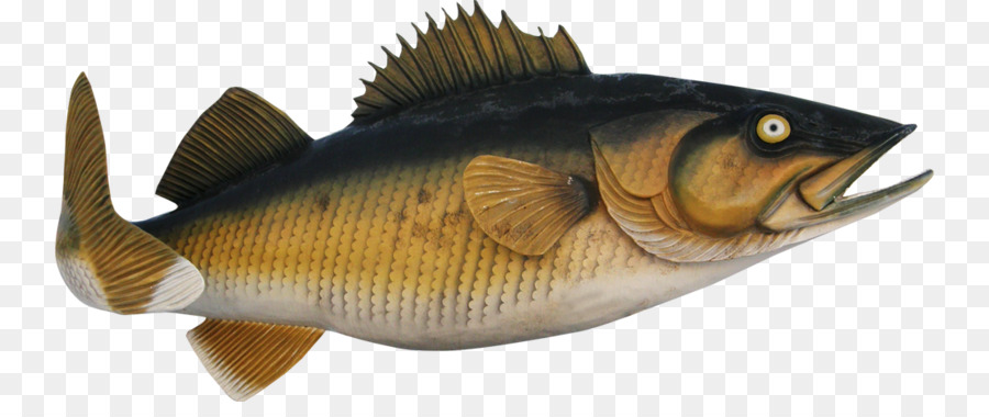 La Perca，Los Productos De Pescado PNG